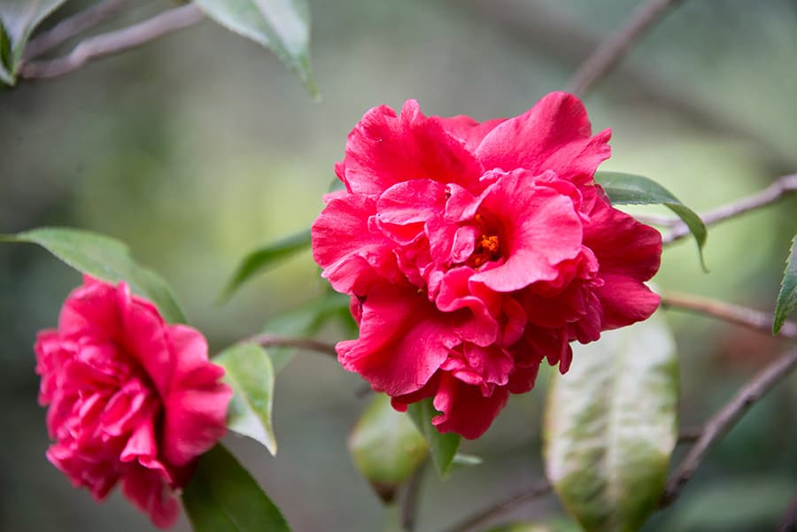 Camellia