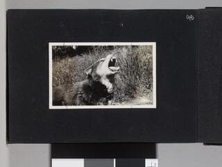 Go to image 100.