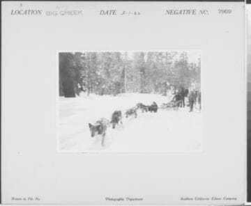 Big Creek Dog Teams