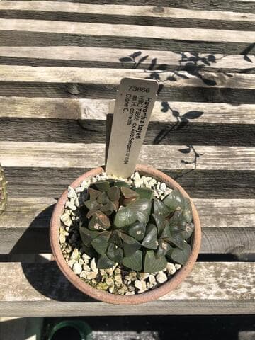 Haworthia bayeri