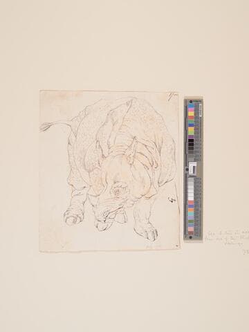 Rhinoceros