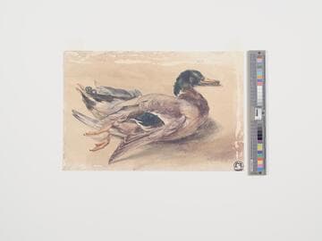 Dead Duck