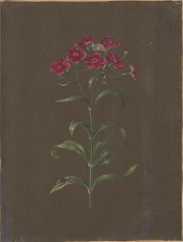 Sweet William