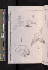 Go to image 255.