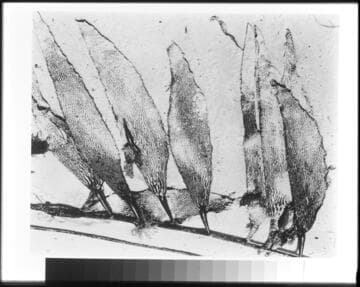 Kelp