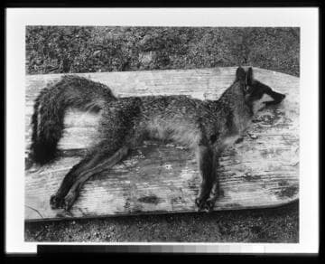 Fox