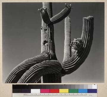 Sahuaro, Arizona