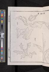 Go to image 67.