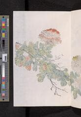 Go to image 135.