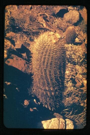 "Cactus," Tapeats C