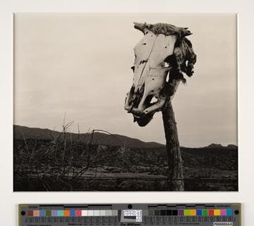 Skull, Arizona
