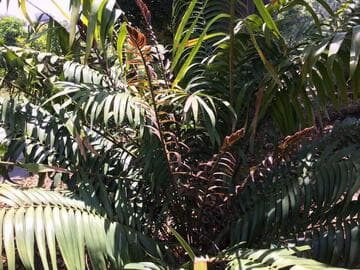 Ceratozamia robusta