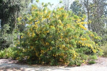 Cassia tomentella