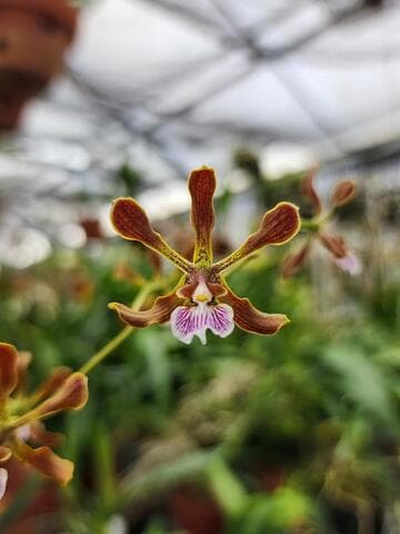 Encyclia