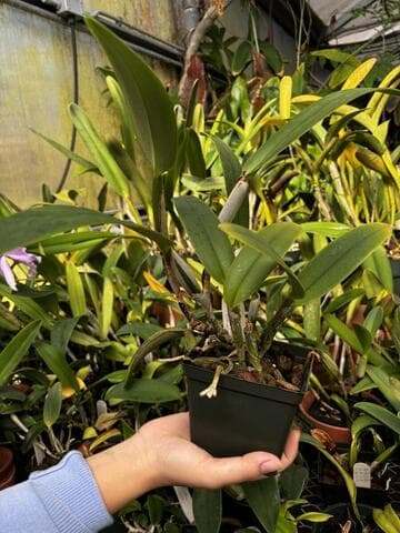 Cattleya dowiana