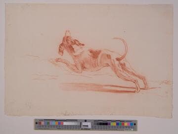 Hound