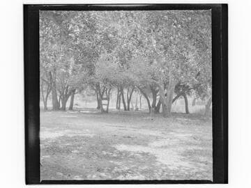 Grove of trees