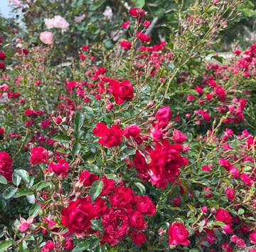 Rosa 'Fairy King'