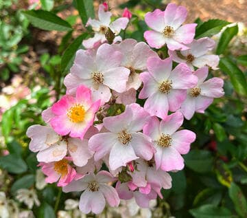 Rosa 'Ballerina'