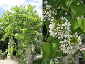 Bauhinia corymbosa