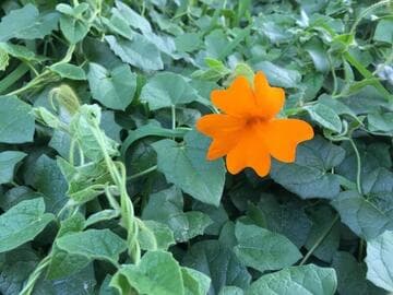 Thunbergia gregorii