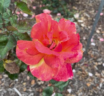 Rosa 'Desert Peace'