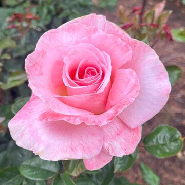 Rosa 'Rose Parade'