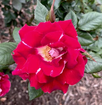 Rosa 'Old Master'