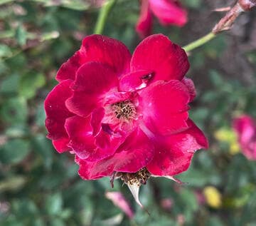 Rosa 'St. David's'