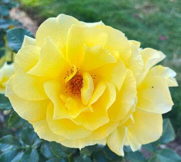 Rosa 'Sun Flare'