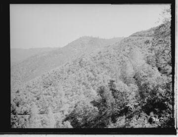 Hillside vegetation