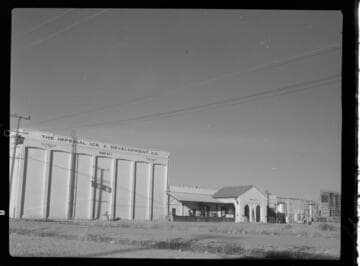 Imperial Ice Plant