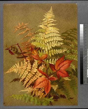 Autumn ferns