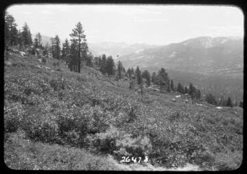 Fish Valley