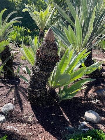 Dioon holmgrenii