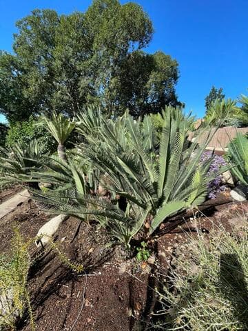Dioon califanoi