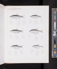 Go to image 1114.