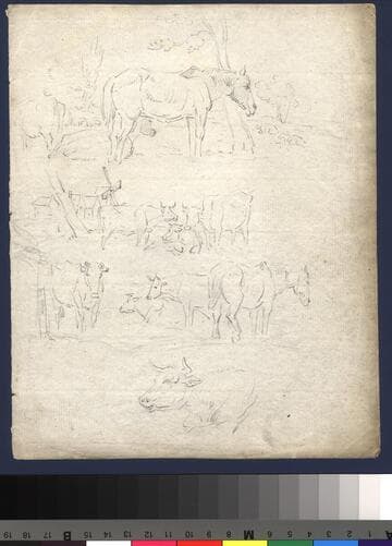 Cow Studies
