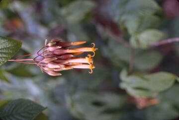 Deppea splendens