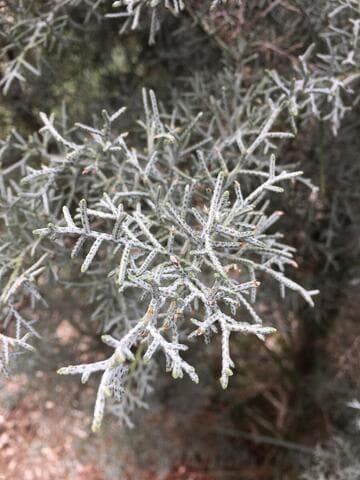 Cupressus arizonica