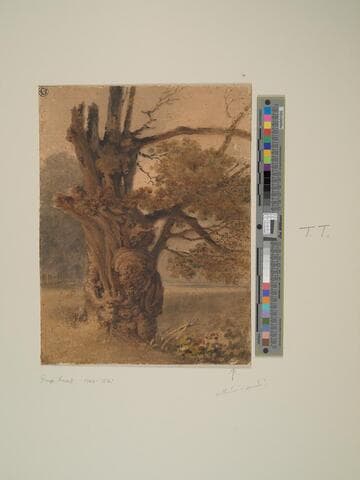 Tree Study