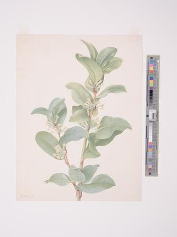 Cestrum