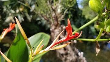 Canna tuerckheimii