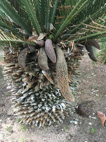 Macrozamia moorei