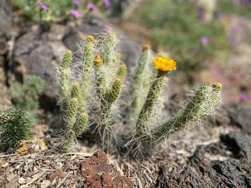 Tephrocactus weberi