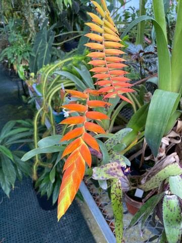 Tillandsia dyeriana