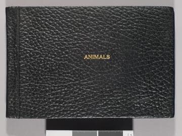 Animals