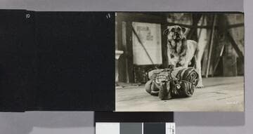Dogs