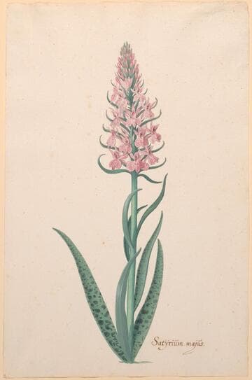 Pink Flower