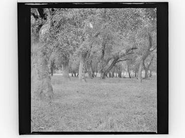 Grove of trees